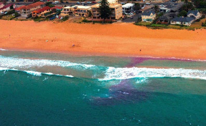 The purple dye test is being used widely across NSW to show swimmers what a rip looks like. The purple dye test is being used widely across NSW to show swimmers what a rip looks like.
